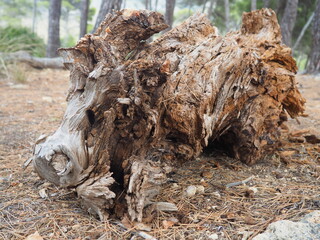 El tronco jabal&iacute;