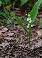 blooming lily of the valley white flowers with green leaves in spring in the forest