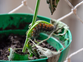 close up on a caterpillar eating a plant  inside a vase