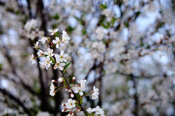 cherry blossom in spring on the depth background.