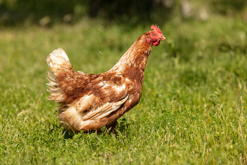 Red-headed laying hen free
