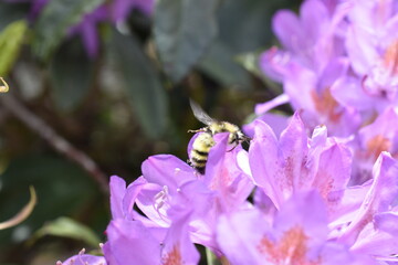 close up of a purple flower with bee3