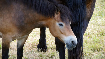 Fohlen © Jürgen Hamann
