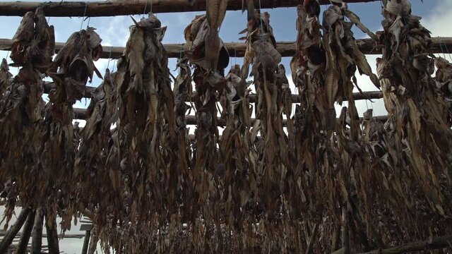 Cod fish hanging from wooden racks drying Iceland