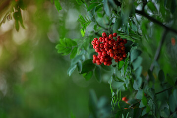 A branch of a ripe rowan close-up. Beautiful nature. Selective soft focus, shallow depth of field. Toned image