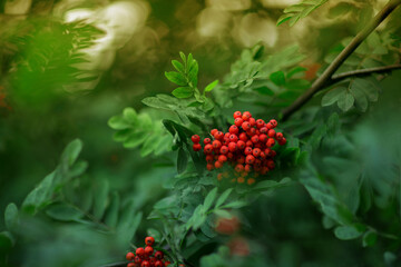 A branch of a ripe rowan close-up. Beautiful nature. Selective soft focus, shallow depth of field. Toned image