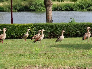 Egyptian geese on green lawn