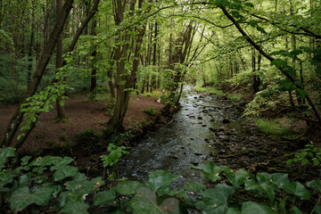 Stream through Forest