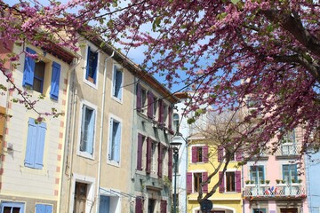 Leucate, a village in Aude Departement close to Mediterranean coast, southern France, featuring colourful buildings with blooming tree in foreground