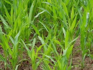 Young corn plants