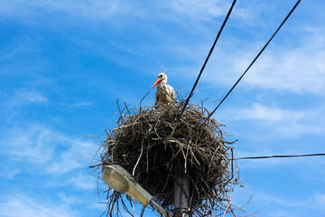 Bird crane on the nest