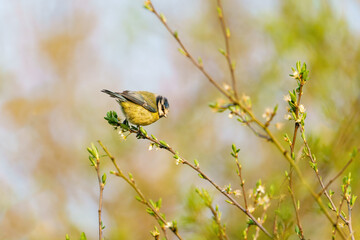 Blue Tit (Cyanistes caeruleus) at the end of a thing branch, taken in London, England