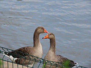 Obraz premium Two greylag geese