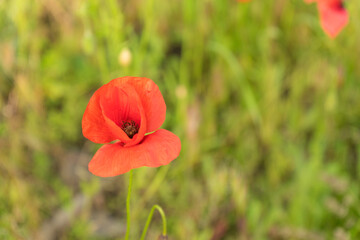 Close up red poppies on sunny field.Beautiful papaver flowers on the green yard on summer day.Flower of remembrance on memorial day. Summer flowers background.