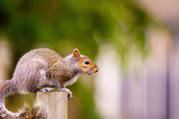 Gray Squirrel (Sciurus carolinensis) portrait, sitting on a fence post, taken in London