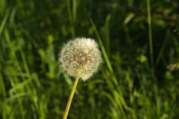 White fluffy dandelion on the green sunny yard.Close up beautiful flower alone on the field. Summer time flowers background .Life cicle concept.