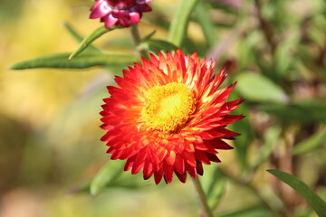 red orange flower