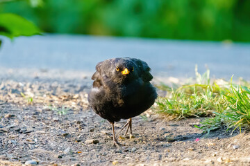 Blackbird (Turdus merula) looking very round running along ground, in London, England