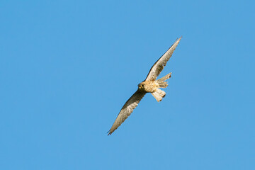 Common Kestrel (Falco tinnunculus) in flight, taken in London