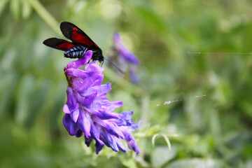 Butterfly on the flower and plant, Nature and wildlife, insects life, green background.