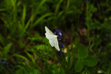 Butterfly on the flower and plant, Nature and wildlife, insects life, green background.