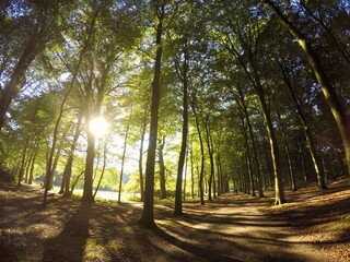 This stock photo is from a nature reserve forest in Hilversum, Netherlands at the sunset!
