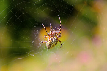 Spider on the web