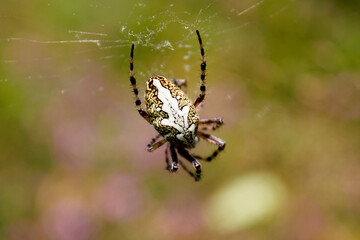 Fototapeta premium Spider on the web