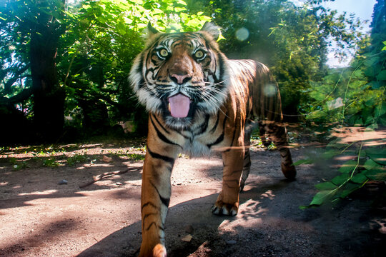 Sumatran tiger, photographed on Zoo in Frankfurt am Main, Germany. Picture made in 2009. 
