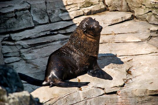 Brown fur seal, photographed on Zoo in Frankfurt am Main, Germany. Picture made in 2009. 