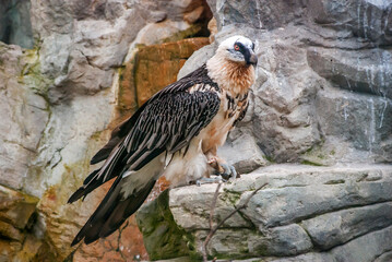 Bearded vulture, photographed on Zoo in Frankfurt am Main, Germany. Picture made in 2009. 