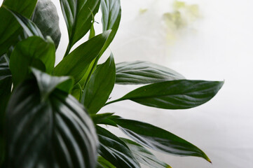 Landscape photo of peace lily against window