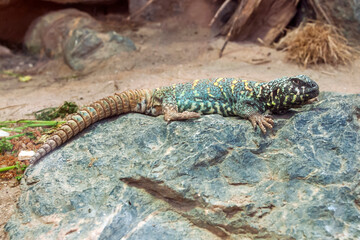 Ocellated Spiny tailed, photographed on Zoo in Frankfurt am Main, Germany. Picture made in 2009. 