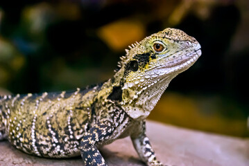 Australian Water Dragon, photographed on Zoo in Frankfurt am Main, Germany. Picture made in 2009. 