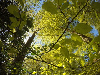 Fototapeta premium This stock photo is from a nature reserve in Hilversum, Netherlands during summer time!