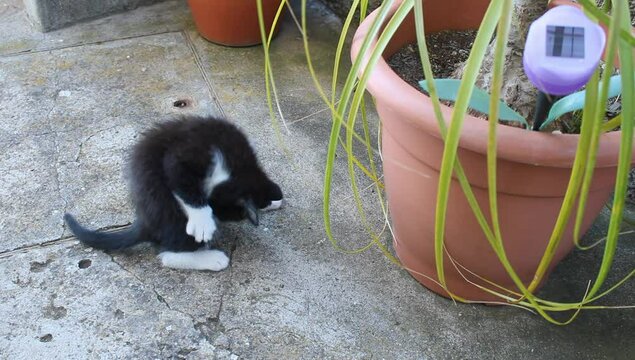 UN gato jugando en una maceta 