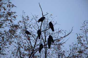 Crow in the wild nature