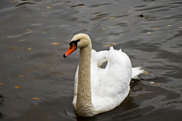 swan in the water swimming