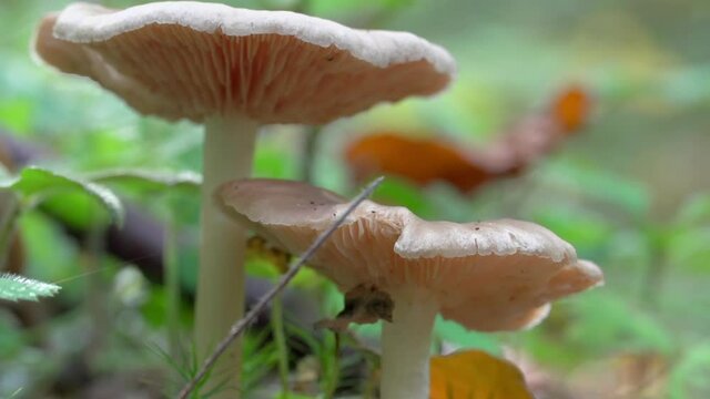 Close-up lockdown shot of tiny mushrooms growing in forest - Steigerwald, Germany