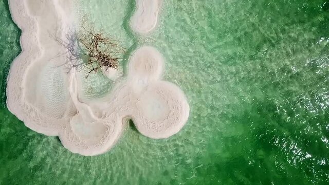 Aerial shot of dead tree in turquoise salt lake on sunny day, drone flying forward over dead sea