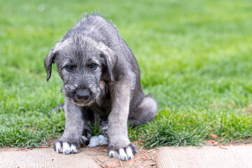 Irish wolfhound puppy