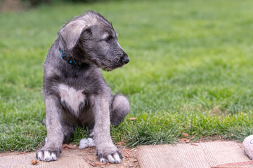 Irish wolfhound puppy