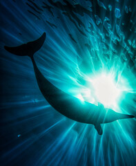 A wild Hawaiian Spinner dolphins swim above through beautiful sun rays  © EMMEFFCEE 