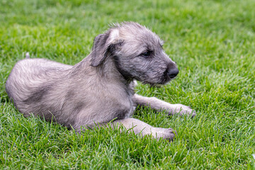 Fototapeta premium Irish wolfhound puppy