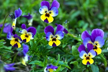Fototapeten purple and yellow pansy flowers in green summer garden © Enso
