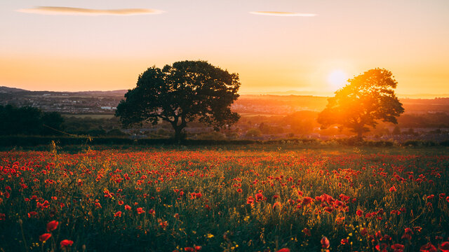 Sunset over Poppy Field in Midlothian Scotland