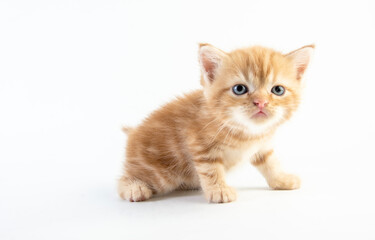 Cat baby tabby Kitten Cute Beautifu on white background