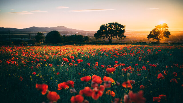 Sunset over Poppy Field in Midlothian Scotland