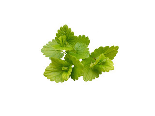 Melissa officinalis. Fresh green leaves of Melissa on a white isolated background.