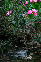 Foto Fauna. Foto en la que sale flores, fauna y agua. ideal para Fondos únicos.